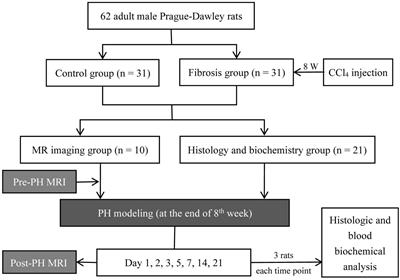 Assessment of Fibrotic Liver Regeneration After Partial Hepatectomy With Intravoxel Incoherent Motion Diffusion-Weighted Imaging: An Experimental Study in a Rat Model With Carbon Tetrachloride Induced Liver Injury